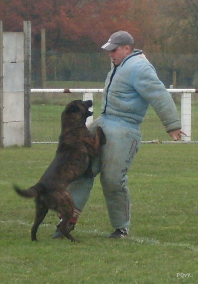  Chabal du Domaine des Sphinx Noirs